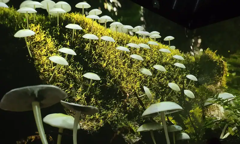 White mushrooms with thin stems growing on a mossy log in a shaded forest setting.