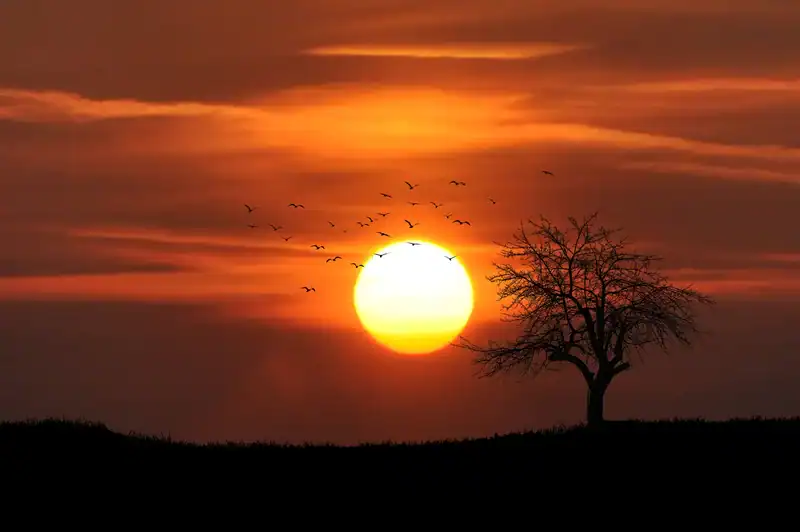 Sunset Banner 2 Silhouette of a lone, leafless tree on a hill at sunset with a flock of birds across an orange sky.